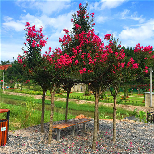 這花卉種庭院美哭了，清香撲面，花瓣搖曳