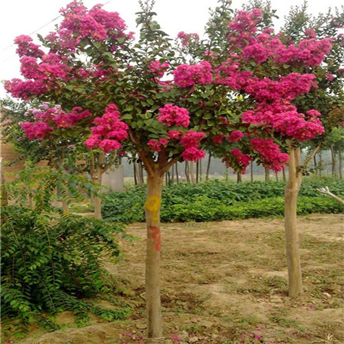 這花卉種庭院美哭了，清香撲面，花瓣搖曳