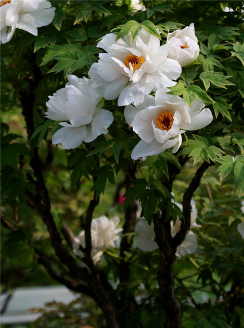 這花卉種庭院美哭了，清香撲面，花瓣搖曳
