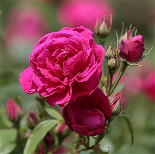 這花卉種庭院美哭了，清香撲面，花瓣搖曳