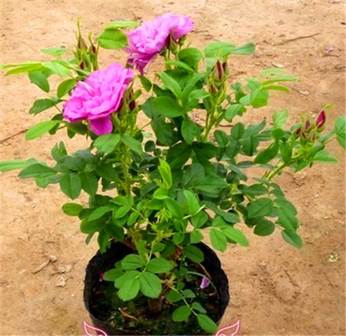 這花卉種庭院美哭了，清香撲面，花瓣搖曳