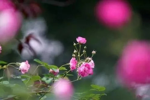 對花卉做好這些動作，年年爆盆