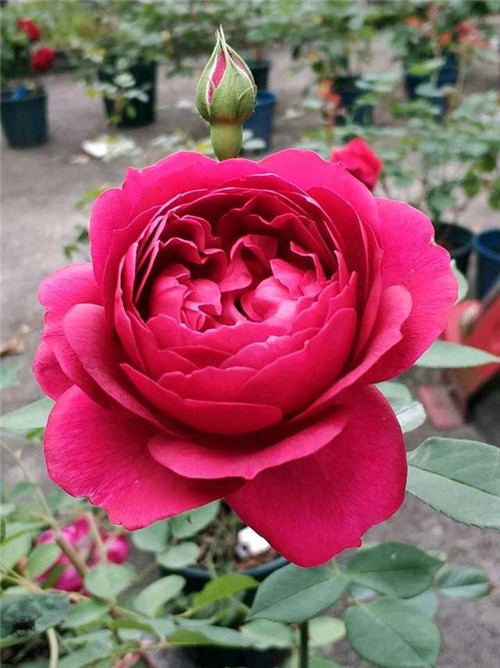 這種盆栽花卉，四季開花不斷，花大香濃