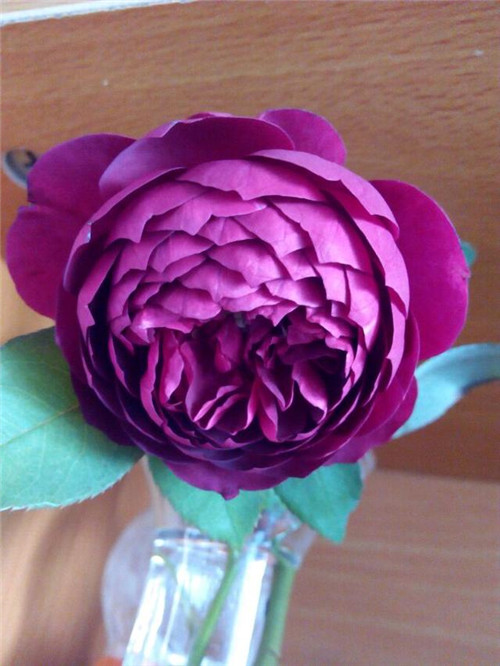 這種盆栽花卉，四季開花不斷，花大香濃
