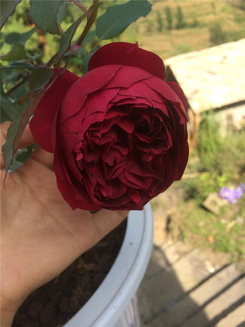 這種盆栽花卉，四季開花不斷，花大香濃