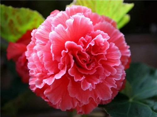 最美麗的盆栽花卉，不輸牡丹月季山茶還好養(yǎng)