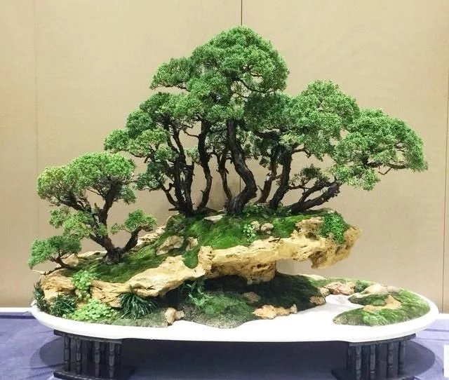 這些怪樁做成的盆景，隨便一盆都能換套房