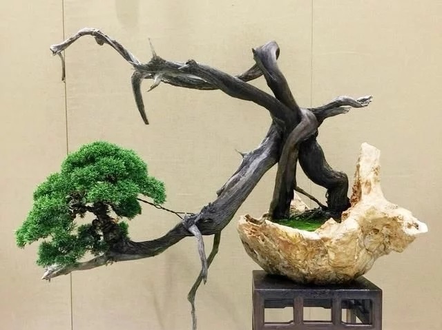這些怪樁做成的盆景，隨便一盆都能換套房