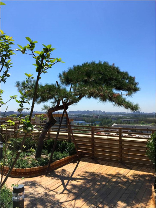 園冶杯專業(yè)獎：北大國際醫(yī)院屋頂花園設(shè)計(jì)