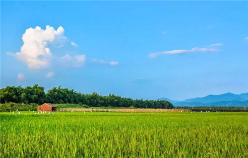 都市圈時代來了，鄉村振興的重大利好消息！