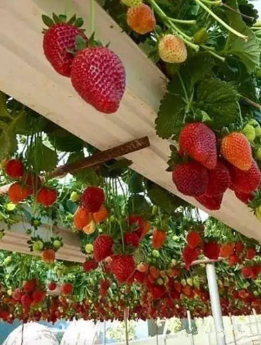 郗金標：養(yǎng)生小院——農村全面振興的模式探索