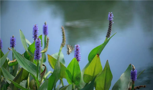 超低造價的生態(tài)景觀 | 秦嶺國家植物園人工濕地
