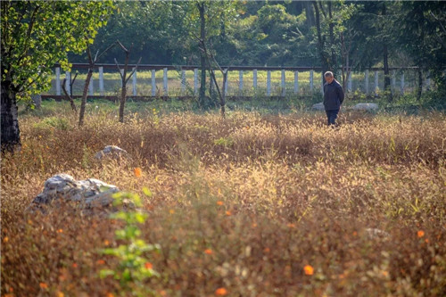 超低造價的生態(tài)景觀 | 秦嶺國家植物園人工濕地