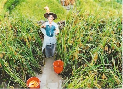 保護和推廣農(nóng)業(yè)遺產(chǎn)在哪些方面獲得成功？