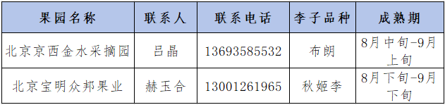 碩果飄香·豐涵海淀丨海淀李子：紫玉垂枝，酸甜馥郁