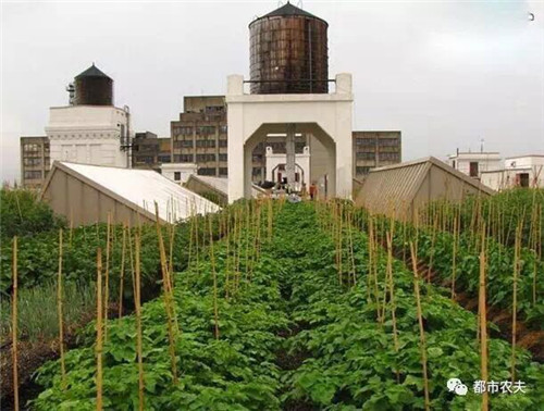 全球最大屋頂菜園如何運(yùn)營(yíng)